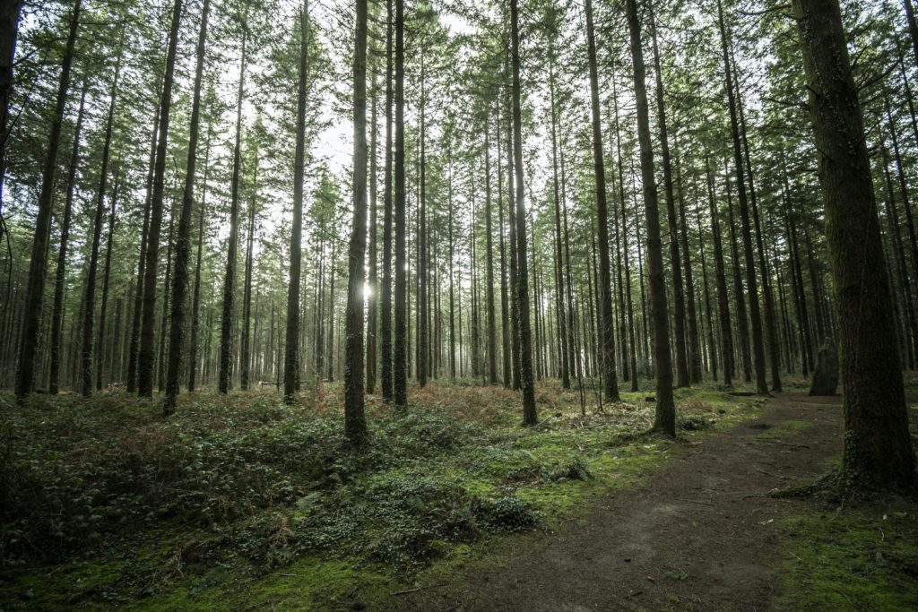 forêt de Phalempin comme balade à vélo à faire autour du B'twin village à Lille