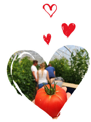 Votre été au B'twin village : la tomate locabelle